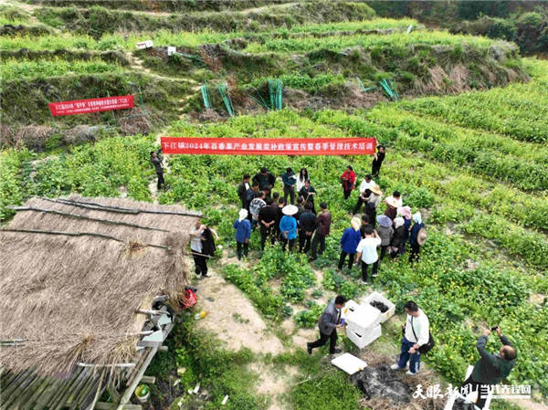 华体育会app下载官网：从江县下江镇：“百香果+莲斑白”轮栽套种 “一地众用”促增收(图4)