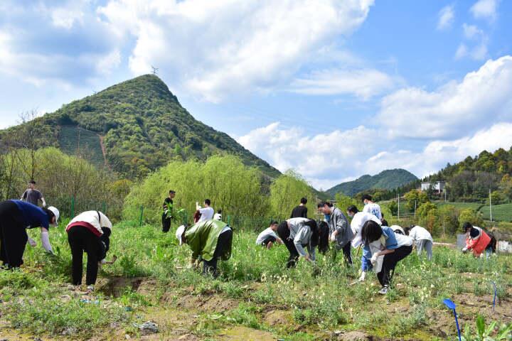 探秘云南菠萝蜜：正在云南若何扎根成长？
