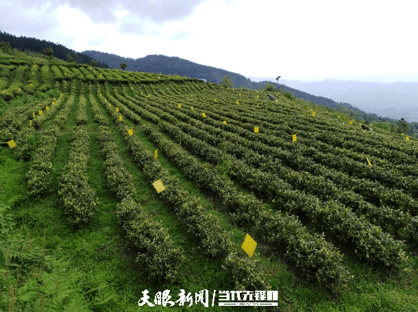 【高质料发达蹲点采访】构皮滩镇：一片茶叶由“绿”生“金”(图1)