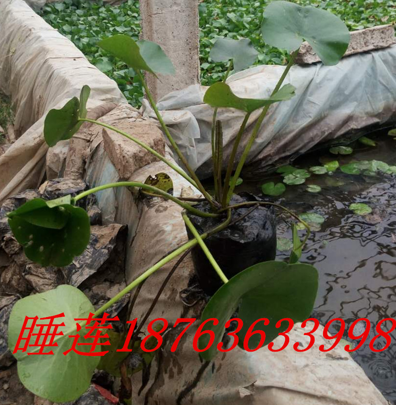 盆栽迎春栽培身手(图1)
