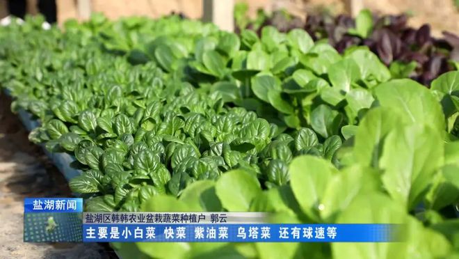华体育手机版app官网下载：盆栽蔬菜引颈种植新倾向(图1)