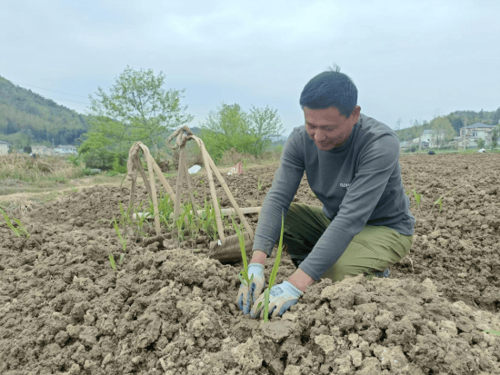 华体育手机版app官网下载：宣城旌德：甘蔗种植正当时 “甜美财富”促强盛(图2)
