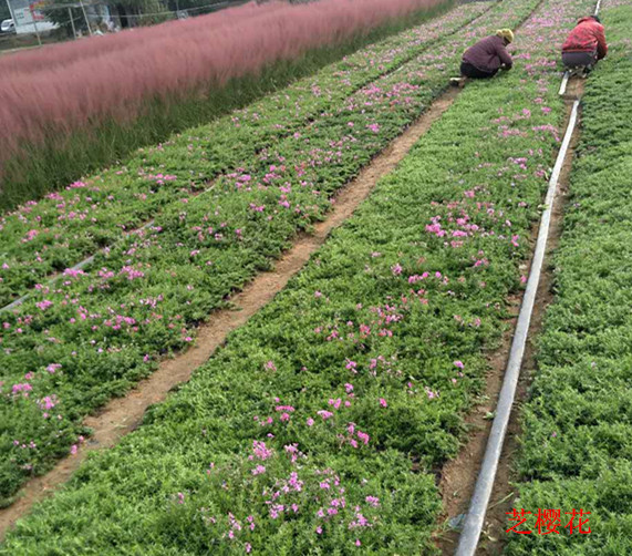 华体育会app下载官网：爬藤植物栽培工夫(图1)