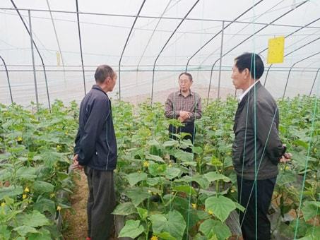 华体育手机版app官网下载：“天”上来“课”治理地上困难省级高级农艺师正在线教你“种菜”(图1)