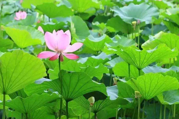 2021年植物栽培根本学问docx