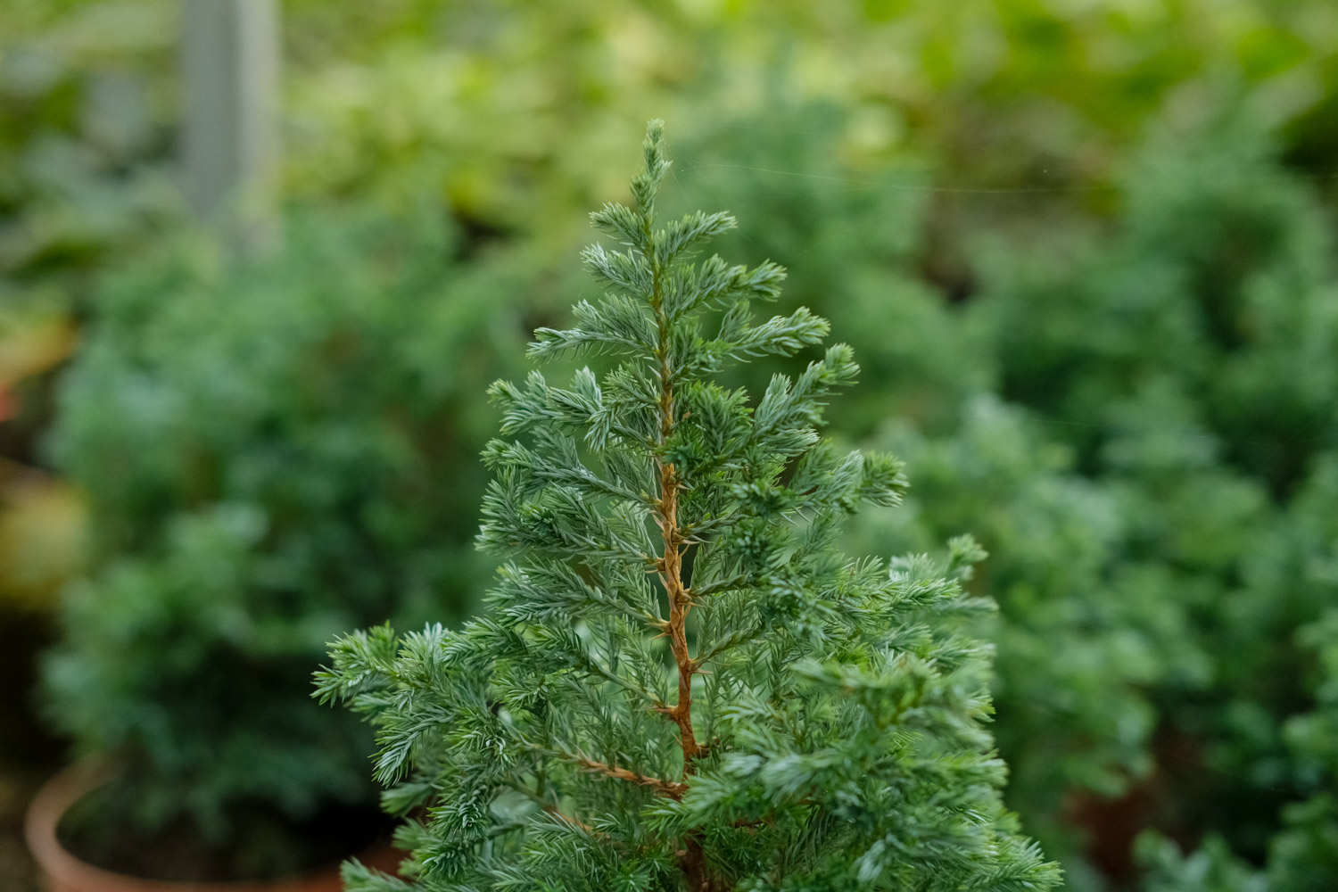 种植方式(图2)