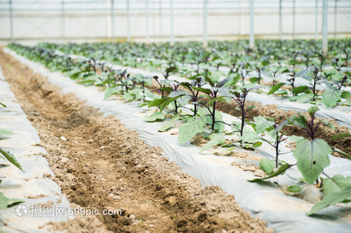 华体育手机版app官网下载：兰西水肥一体化让种植更高效