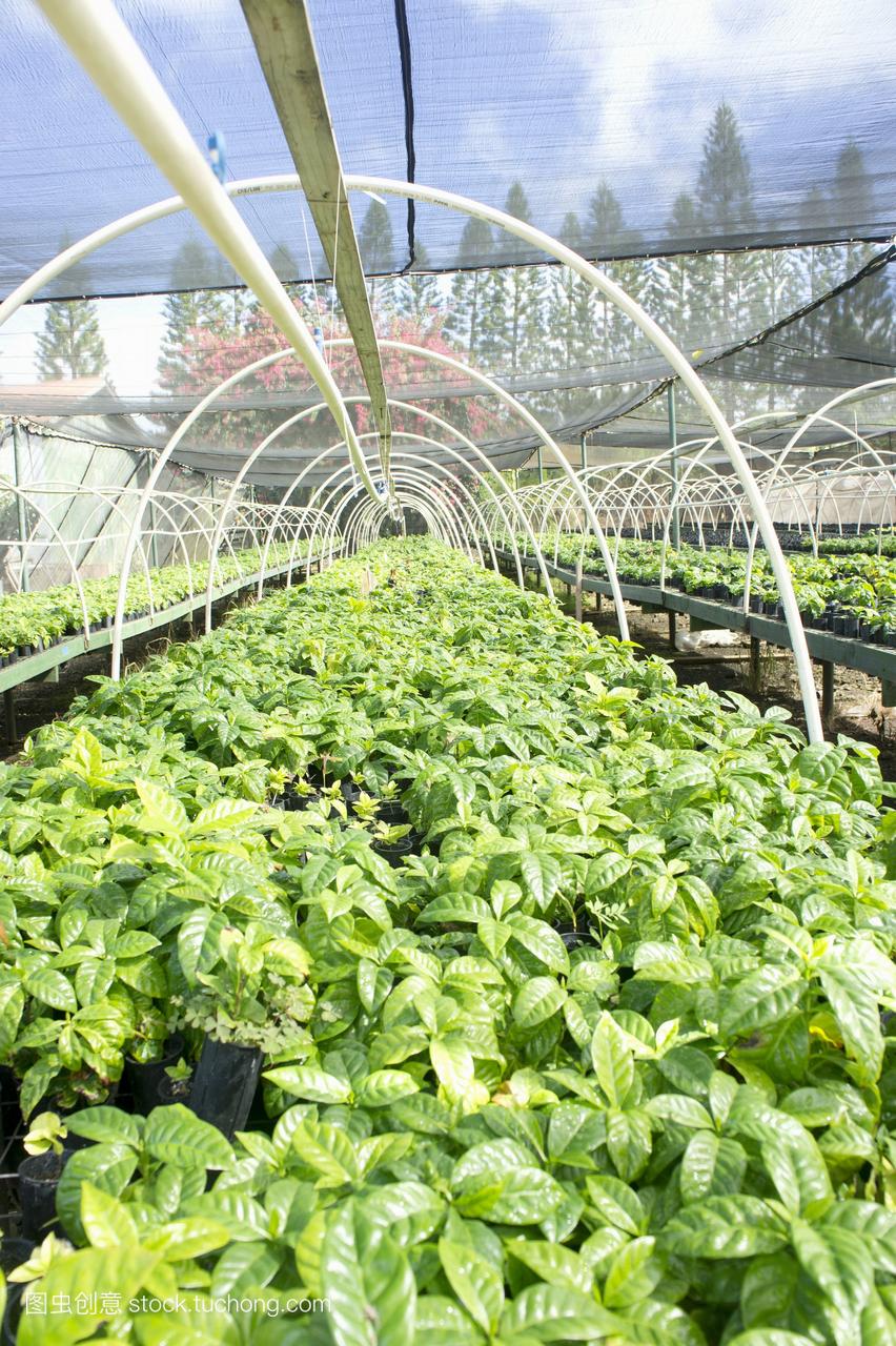 湖南隆回种植再生稻鼓励粮食财富提质增效
