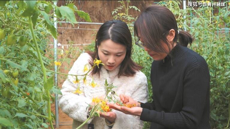 潍坊青州：特点种植助力农业提质增效(图1)
