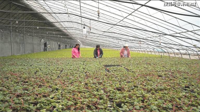 潍坊青州：特点种植助力农业提质增效(图2)