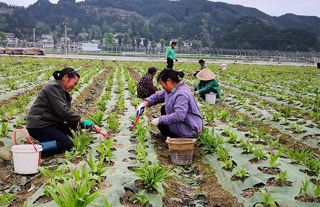 江口回族镇鲜食玉米种植忙-安康音讯网